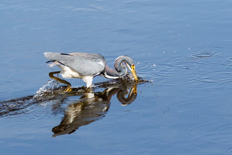 Tricolored Heron Fishing at Myakka River Park royalty free stock photos Tricolored Heron Fishing at Myakka River Park royalty free stock photos