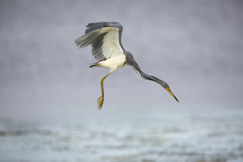 Image result for free images heron flying in rain