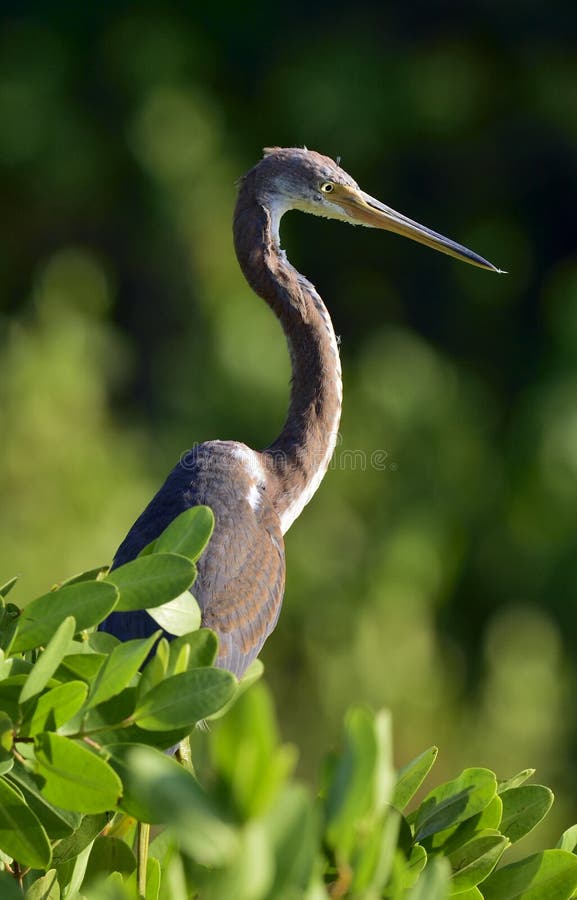 tricolored tricolor för egrettaheron arkivfoton tricolored tricolor för egrettaheron arkivfoton