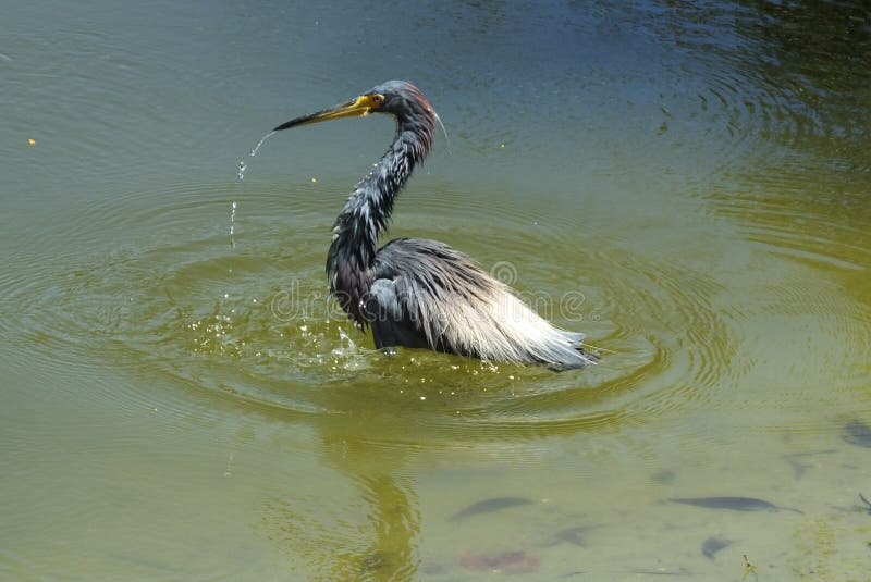 tricolored tricolor för egrettaheron arkivbild tricolored tricolor för egrettaheron arkivbild