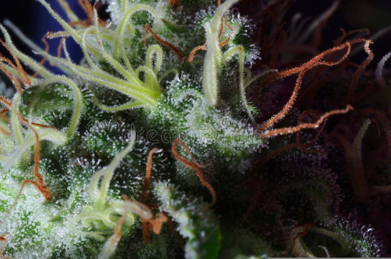 Tricomi e marchi di infamia della cannabis immagini stock libere da diritti Tricomi e marchi di infamia della cannabis immagini stock libere da diritti