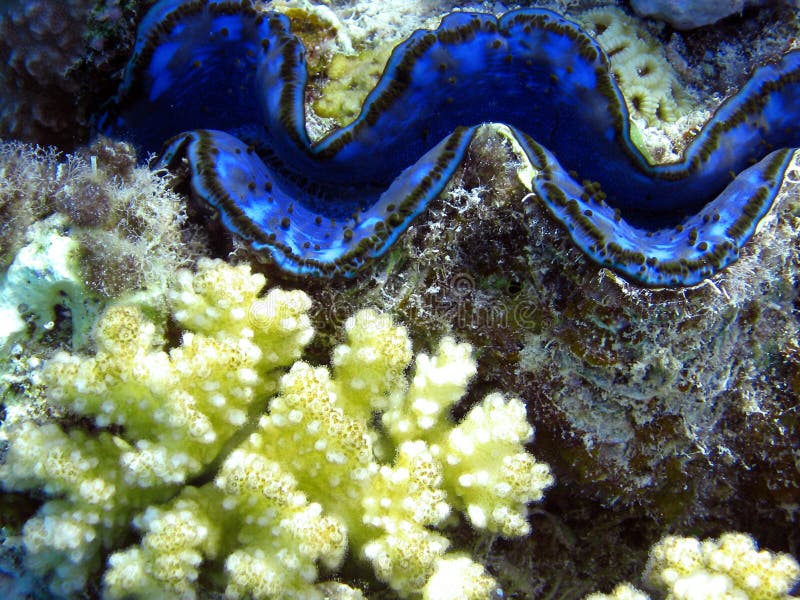 Tridacnamaxima stockfotografie Tridacnamaxima stockfotografie