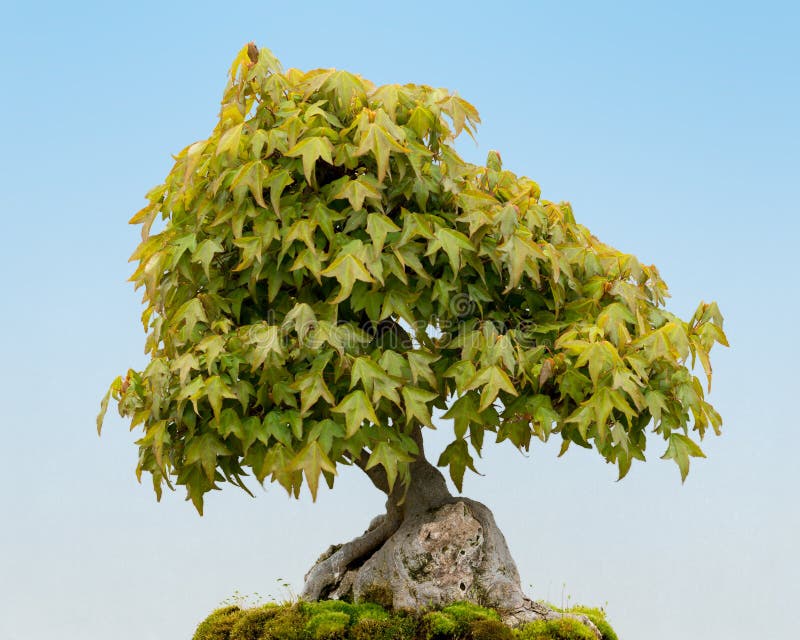 Trident Maple Bonsai Stock Image Image Of Outdoors Asian