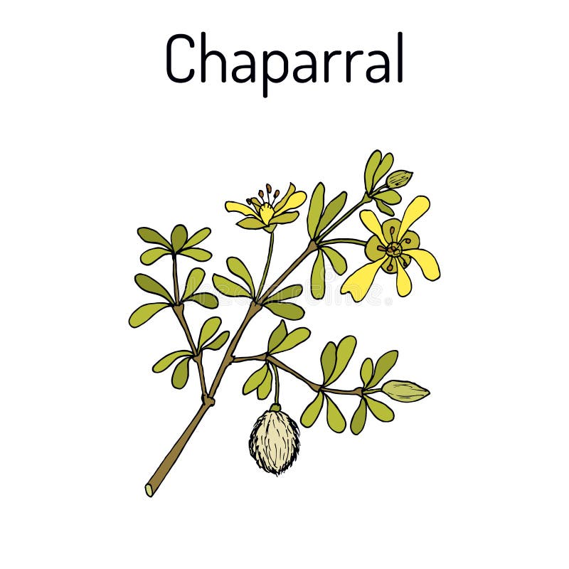 Tridentata De Larrea De Chaparal, Ou Buisson De Créosote, Greasewood ...