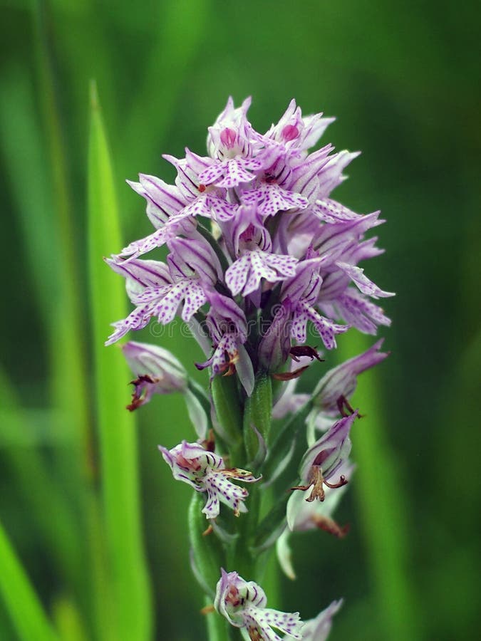 Tridentata di Neotinea, l'orchidea dentata tre fotografia stock libera da diritti Tridentata di Neotinea, l'orchidea dentata tre fotografia stock libera da diritti