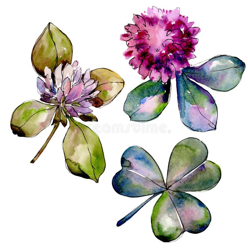 Trifoglio del Wildflower Fiore botanico floreale Wildflower selvatico della foglia della molla isolato illustrazione di stock Trifoglio del Wildflower Fiore botanico floreale Wildflower selvatico della foglia della molla isolato illustrazione di stock