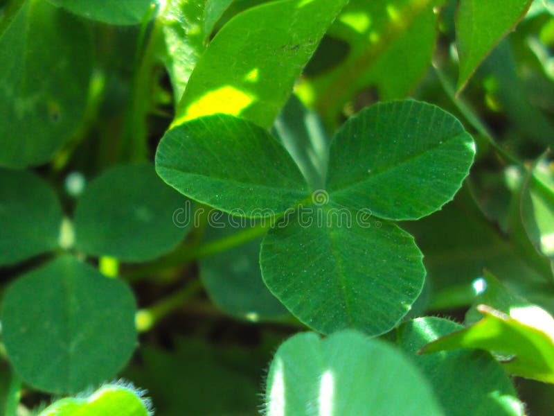 Trifoglio verde della tre-foglia nel sole di estate immagine stock Trifoglio verde della tre-foglia nel sole di estate immagine stock