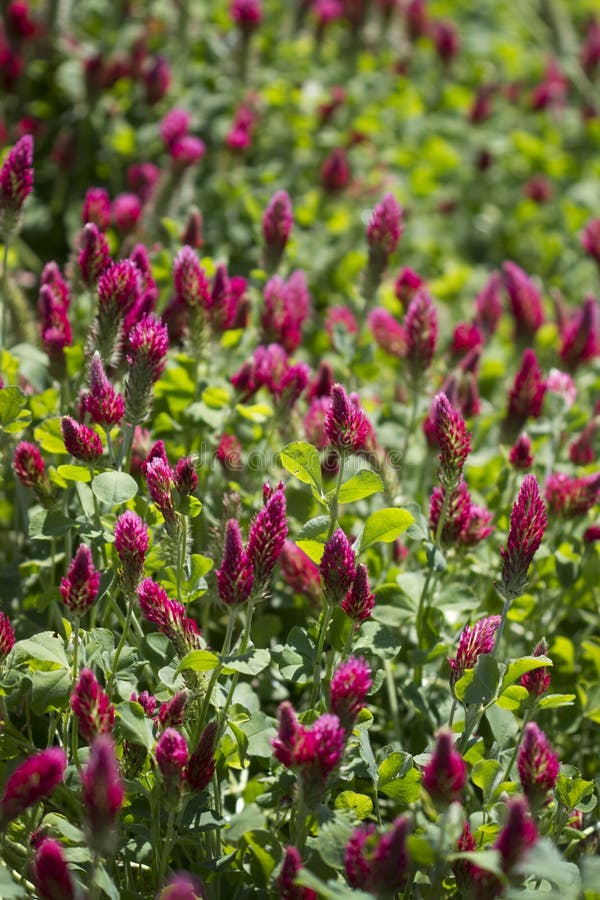 trifolium incarnatum συγκομιδών τριφυλλιού πορφυρή κατακόρυφος στοκ εικόνες trifolium incarnatum συγκομιδών τριφυλλιού πορφυρή κατακόρυφος στοκ εικόνες