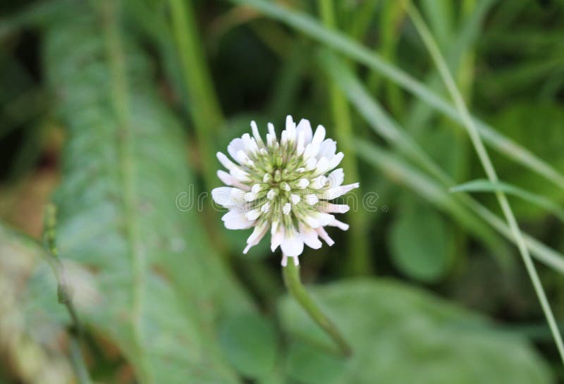 Trifolium repens, ξέρει επίσης ως άσπρο τριφύλλι, ολλανδικό τριφύλλι, τριφύλλι ladino, ή ladino, ανθίζοντας την άνοιξη στοκ εικόνες Trifolium repens, ξέρει επίσης ως άσπρο τριφύλλι, ολλανδικό τριφύλλι, τριφύλλι ladino, ή ladino, ανθίζοντας την άνοιξη στοκ εικόνες