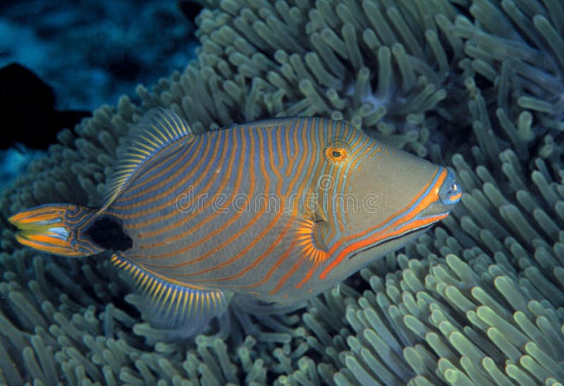 Triggerfish bordé orange, île de Sipadan, Sabah image libre de droits Triggerfish bordé orange, île de Sipadan, Sabah image libre de droits