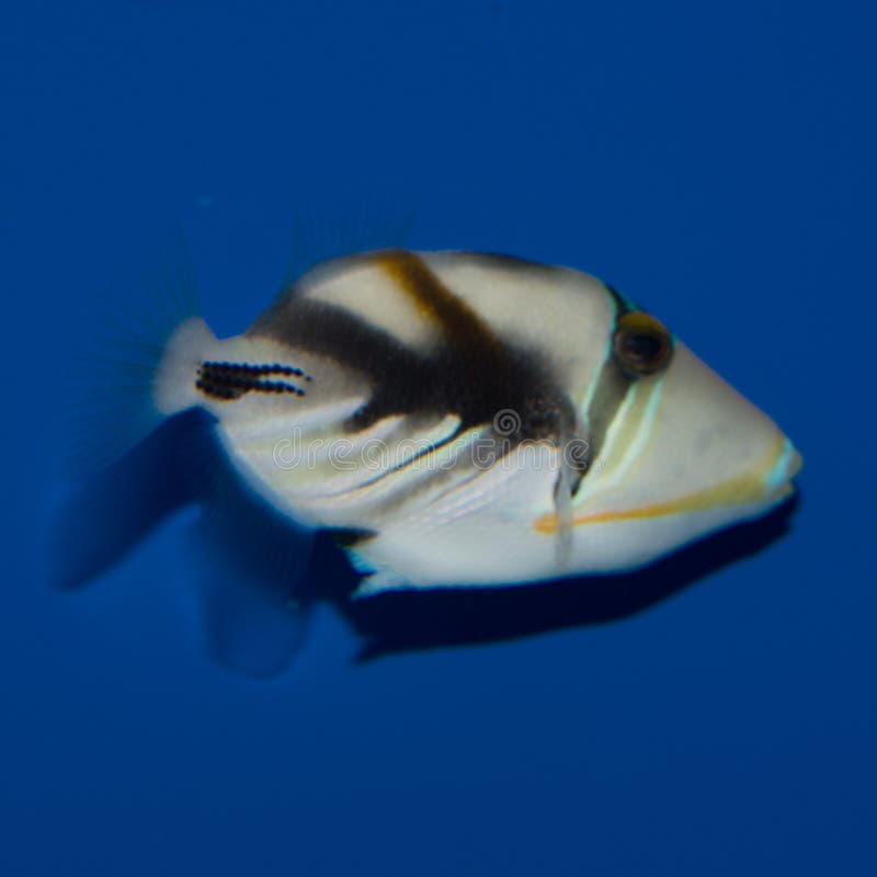 Triggerfish de Humu Humu imagem de stock. Imagem de olhos - 98753257