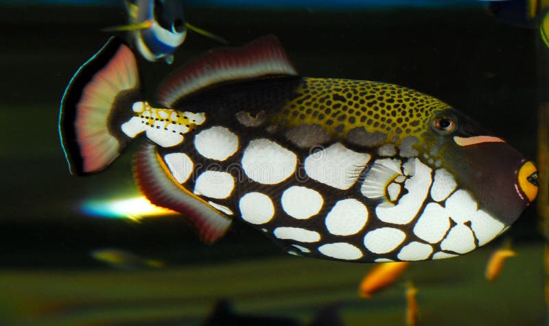 Clown Triggerfish (Balistoides conspicillum) in an aquarium. Clown Triggerfish (Balistoides conspicillum) in an aquarium