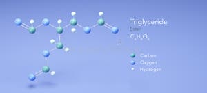Triglyceride Molecular Structures Ester 3d Model Structural 