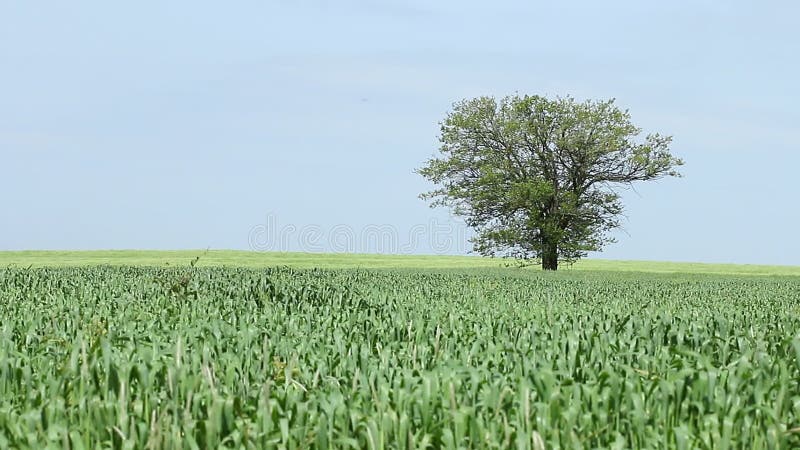 Trigo y árbol verdes