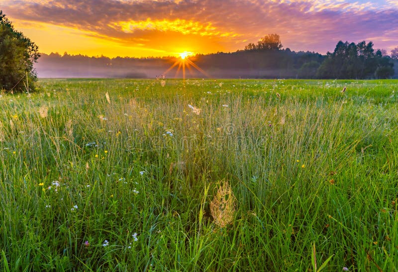 Trillende de zomerzonsopgang over mistige, magische weide stock fotografie Trillende de zomerzonsopgang over mistige, magische weide stock fotografie