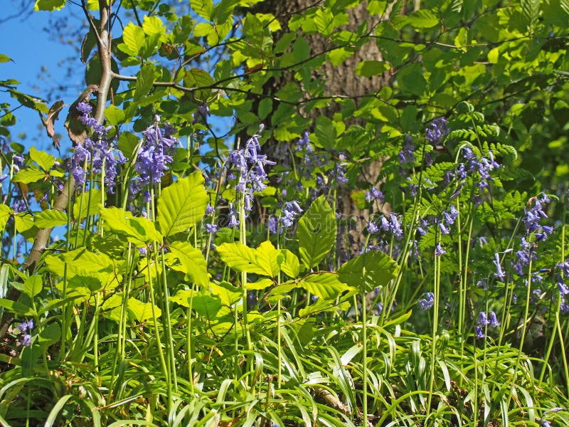 trillende wilde klokjes en de nieuwe de lentegroei in helder zonlicht op een zonovergoten bosachtergrond tegen een blauwe hemel royalty-vrije stock afbeelding trillende wilde klokjes en de nieuwe de lentegroei in helder zonlicht op een zonovergoten bosachtergrond tegen een blauwe hemel royalty-vrije stock afbeelding