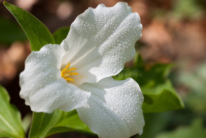 Trillium fotografie stock