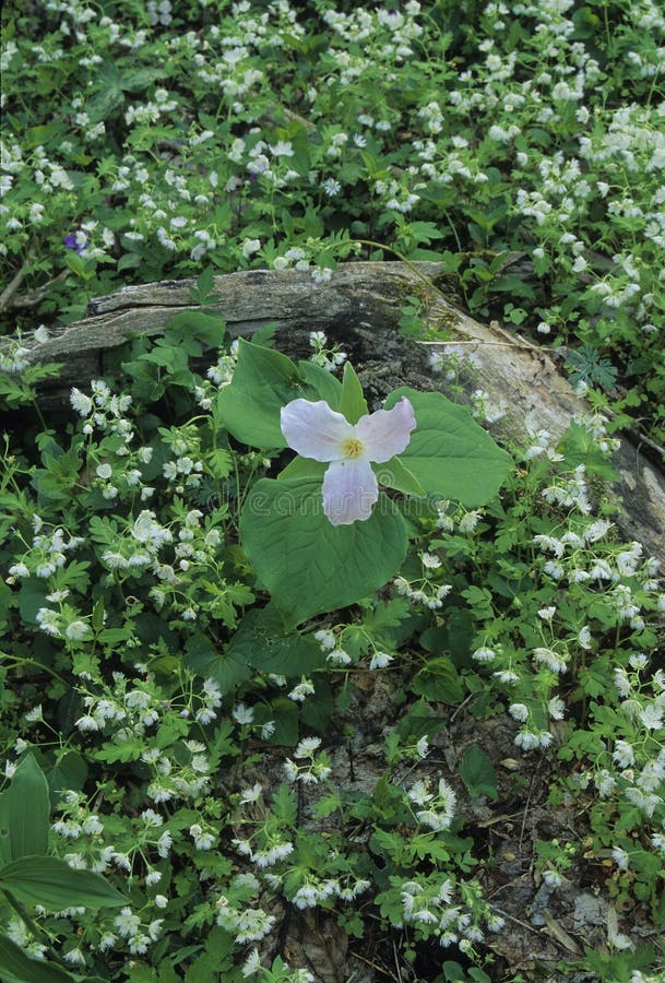 Trillium blanco, Smokies NP imagen de archivo libre de regalías Trillium blanco, Smokies NP imagen de archivo libre de regalías
