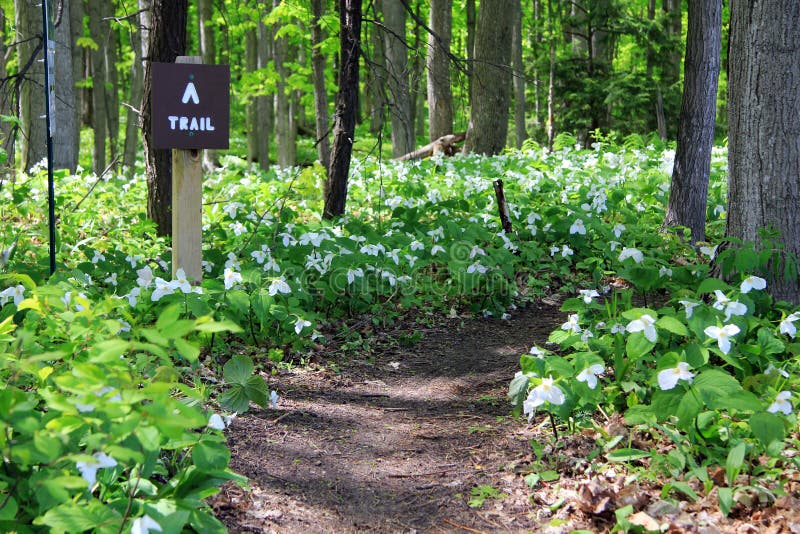 A beautiful hiking trail lined with white trillium flowers in the spring. A beautiful hiking trail lined with white trillium flowers in the spring.