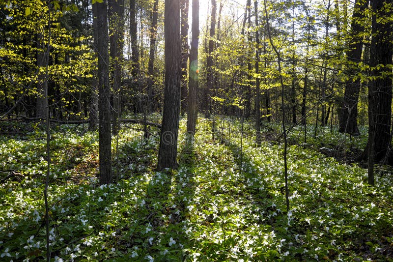 Trillium - Springtime in the Ontario forest