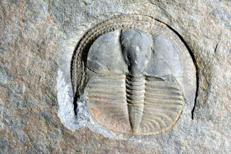 Fossil trilobite in rock, uk