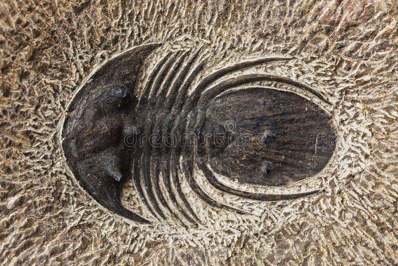 Trilobite Fossil