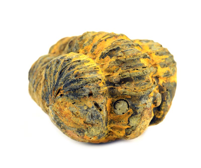 Trilobite Fossil royalty free stock images