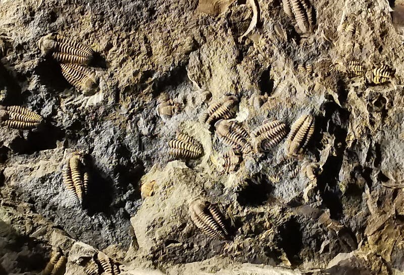 Trilobite fossil texture royalty free stock photo