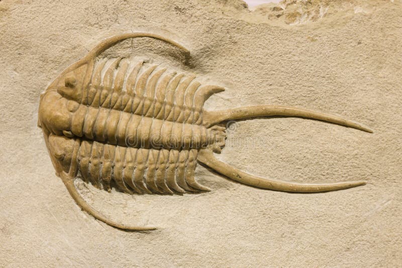 Trilobite fossil with thorns