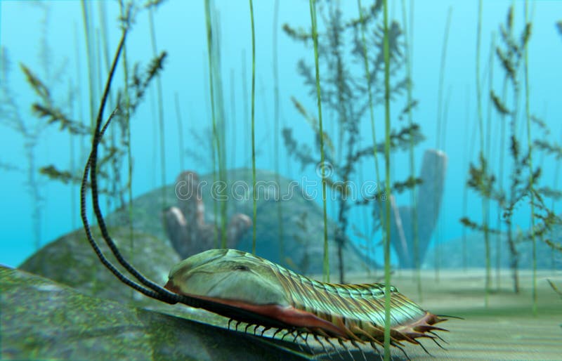 Trilobite на дне моря иллюстрация вектора Trilobite на дне моря иллюстрация вектора