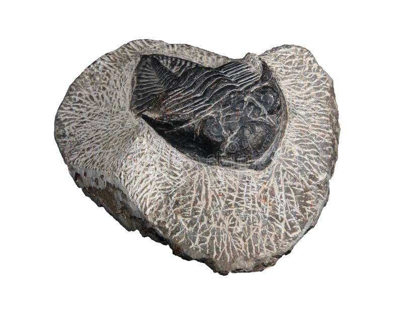 udig trilobites udig trilobites