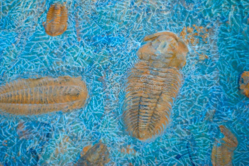 Trilobyte in Fossilized Turquoise Rock