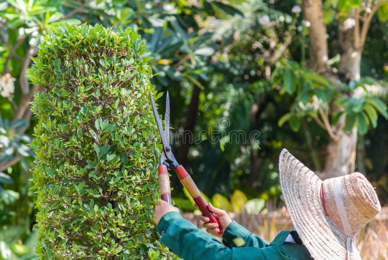 Trim a shrub stock image. Image of power, growth, gardening 32069543