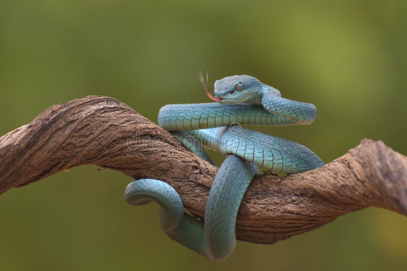 Serpente Azul-insularis Víbora Venenosa Imagem de Stock - Imagem