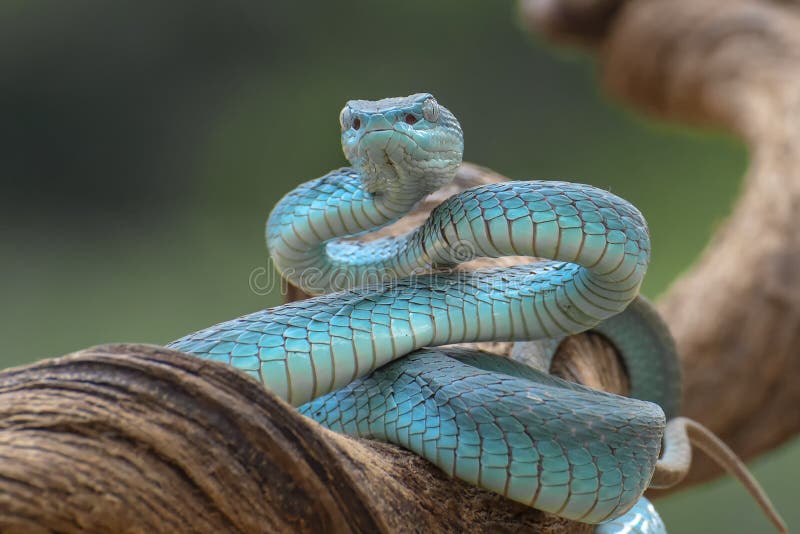 Cobra víbora azul no ramo cobra víbora azul insularis