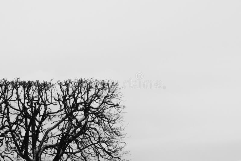 Trimmed hedge with geometric shape. square shaped bush. nature concept with copy space. tree branches against the sky