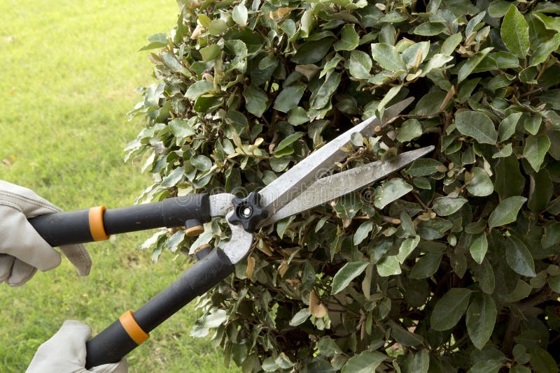 Trimming Plants Outside stock image. Image of gardening 14728589