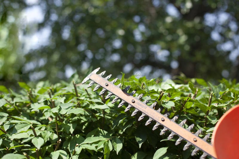 Trimming the Bushes stock image. Image of cutting, hedgegrow 20414861