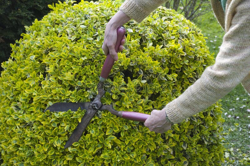 Woman trimming bushes with garden scissors.