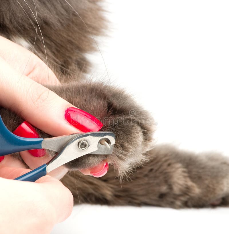 Trimming cat s nails