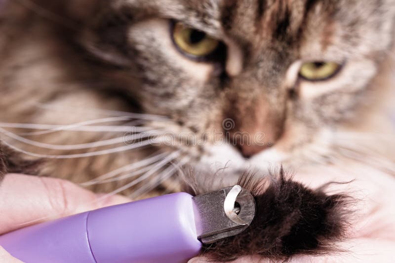 Trimming claws on cat stock photo. Image of groomer, hand 84571154