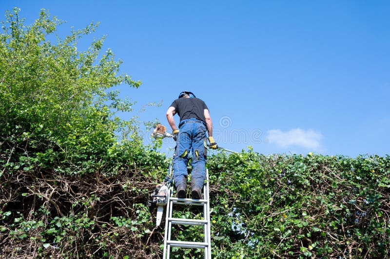 A Tree Surgeon or Arborist using power tools to cut a high hedge. A Tree Surgeon or Arborist using power tools to cut a high hedge