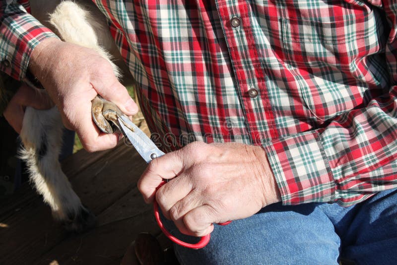 3,180 Goat Hoof Stock Photos Free & RoyaltyFree Stock Photos from