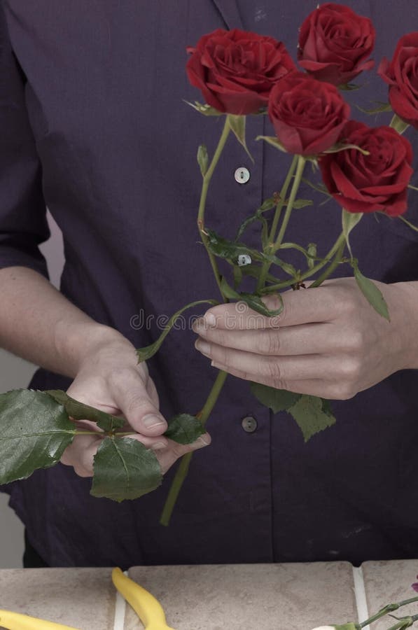 Trimming Leaves Off of Roses Stock Image Image of flower, bloom 14925465
