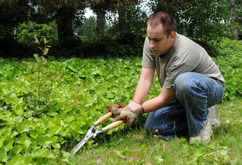 Trimming Plants Outside stock image. Image of gardening 14728589