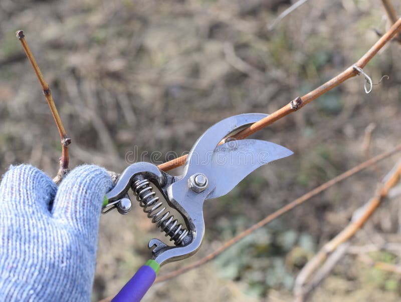 Trimming Tree with a Cutter. Spring Pruning of Fruit Trees Stock Photo