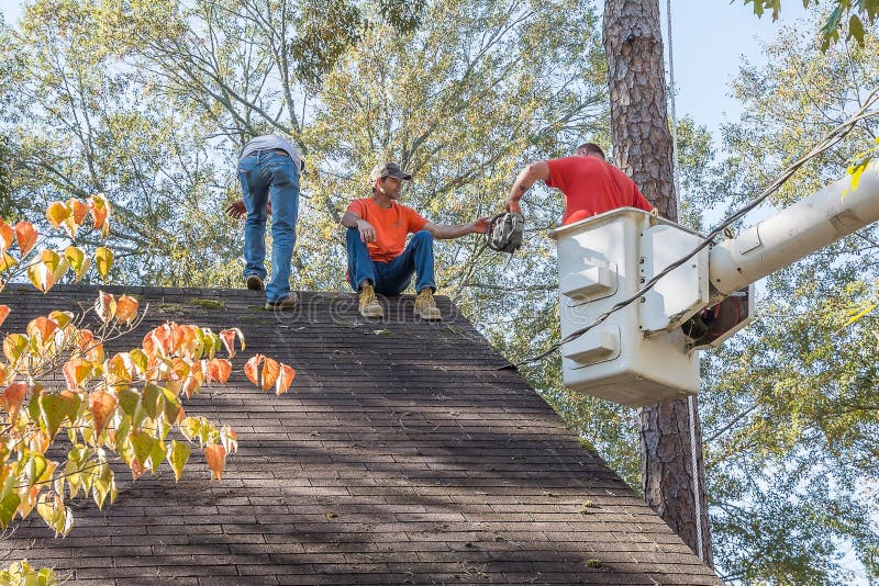 Tree Trimmers Prunning Branches High Up In An Ash Tree. Editorial Stock