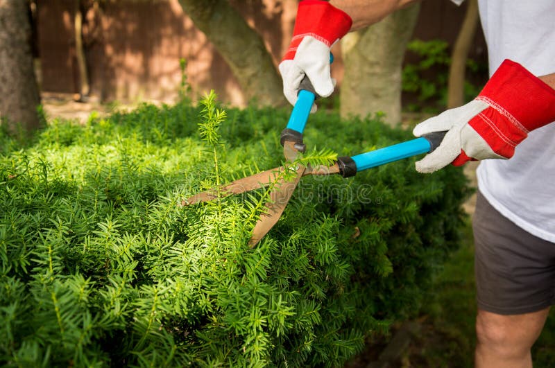 Trimming Yard Hedges stock photo. Image of work, scissors 97547470