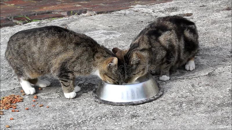 Katzen Auf Einer Trinkmilch Des Bauernhofes Stock Video - Video von