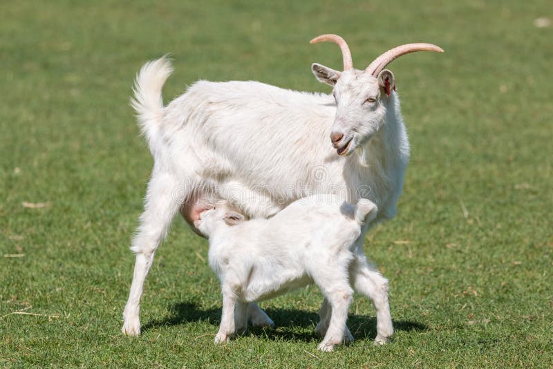 Cute young goat drinking milk at his mother on a green pasture. Cute young goat drinking milk at his mother on a green pasture